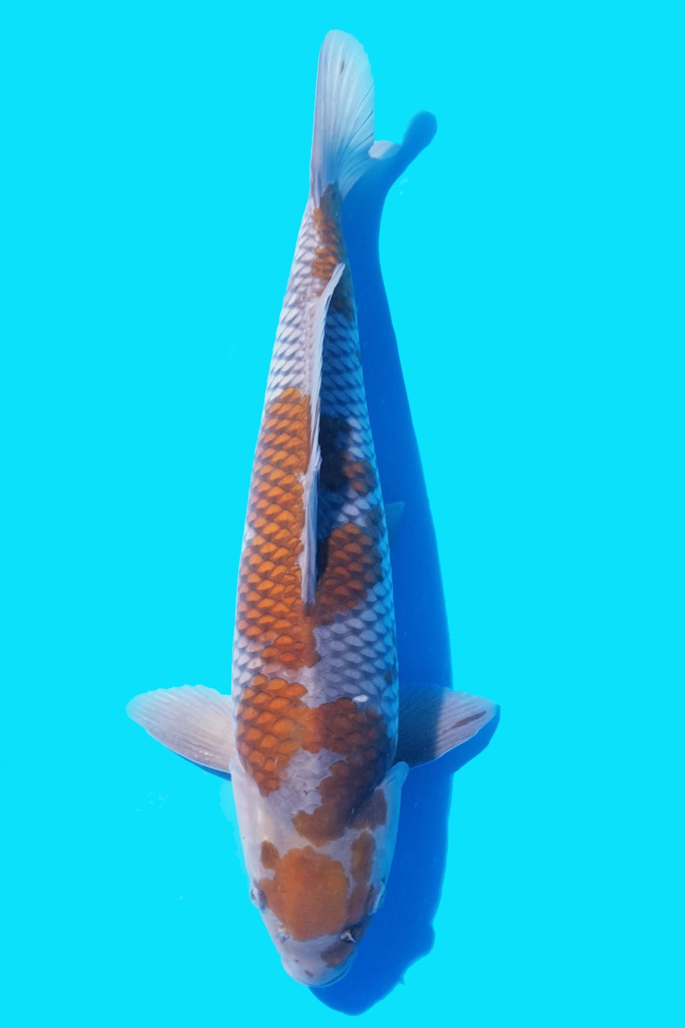 Juara 1