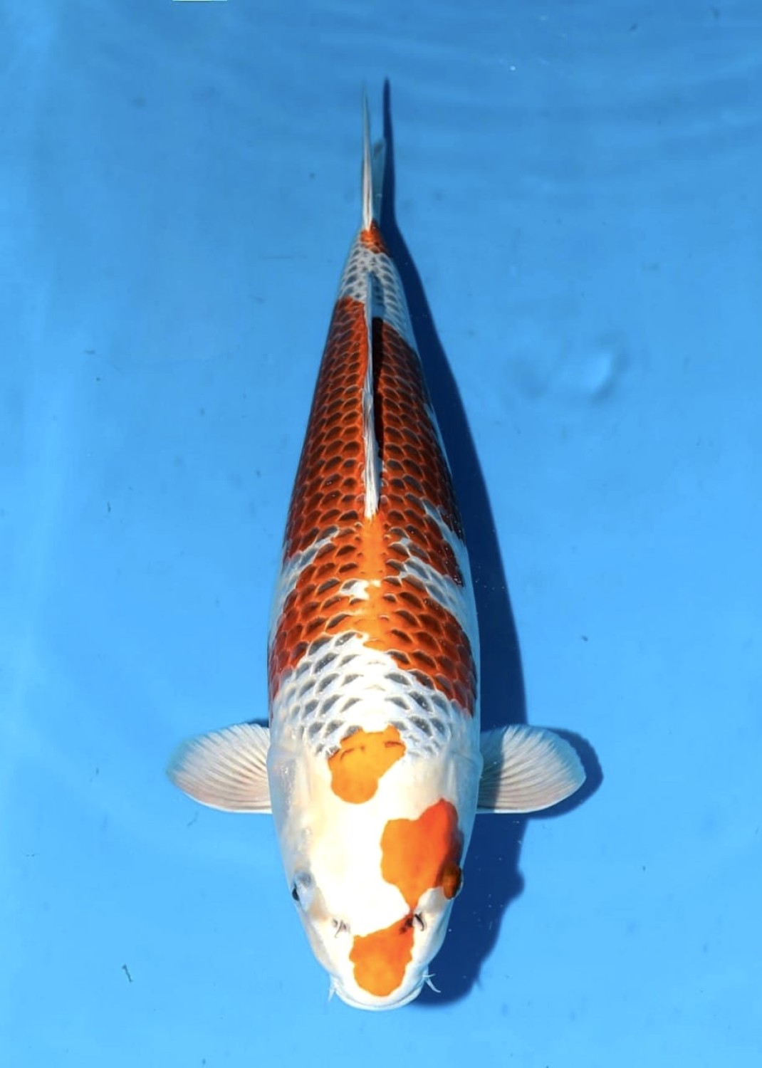 Juara 2