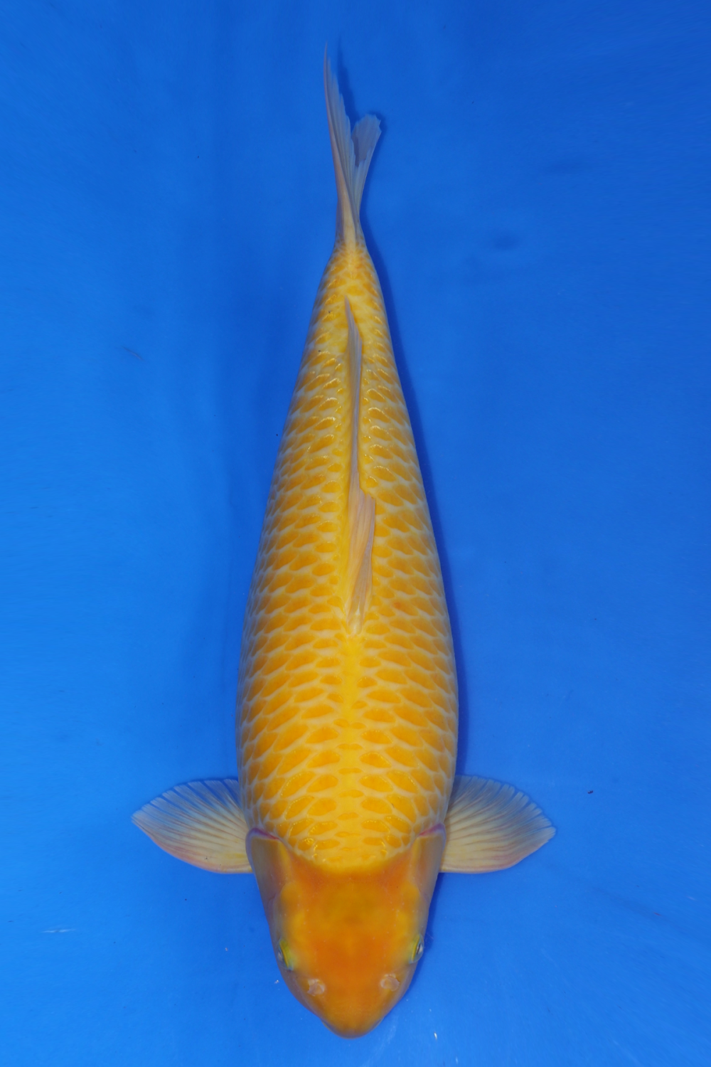 Juara 2
