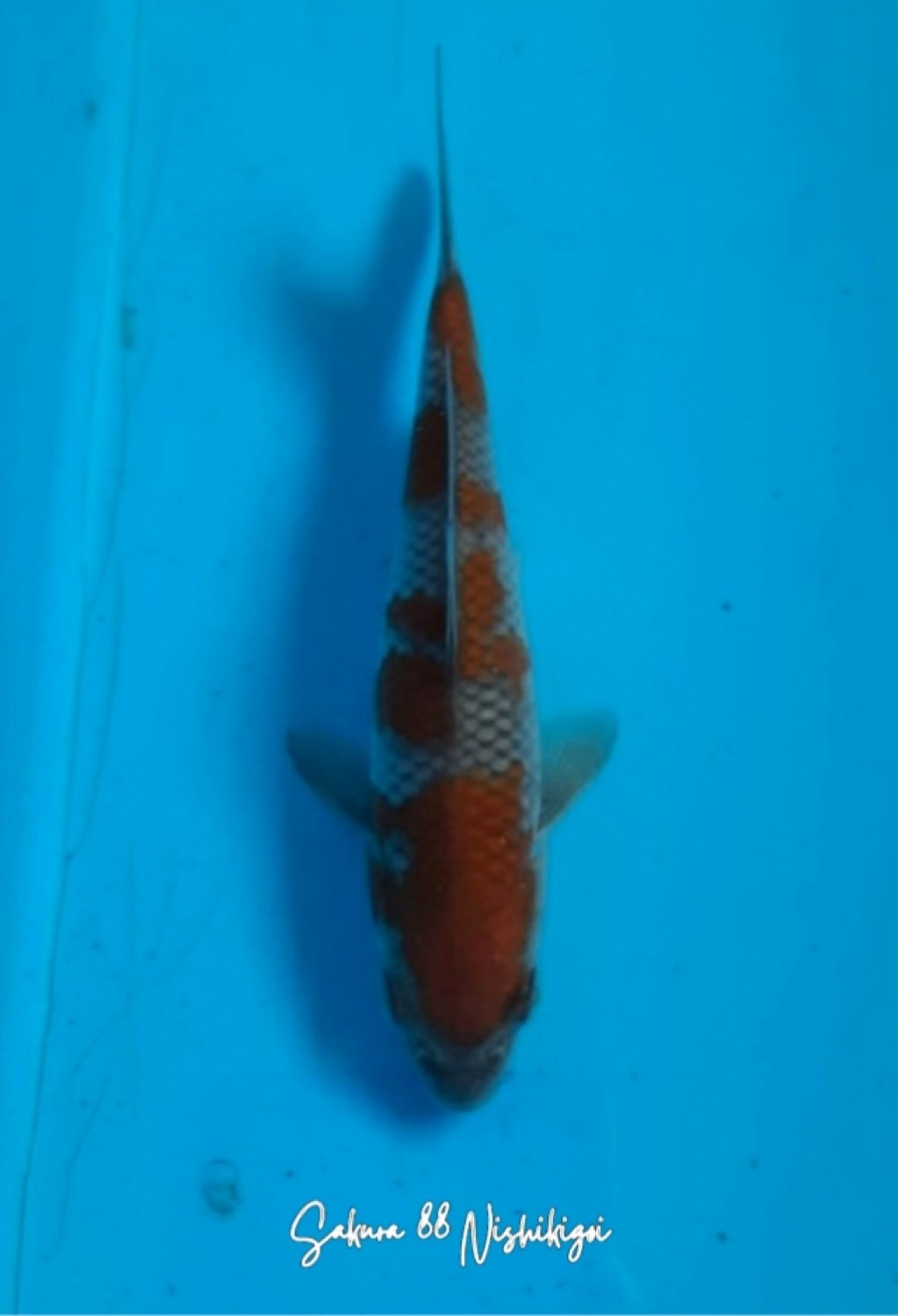 Juara 2