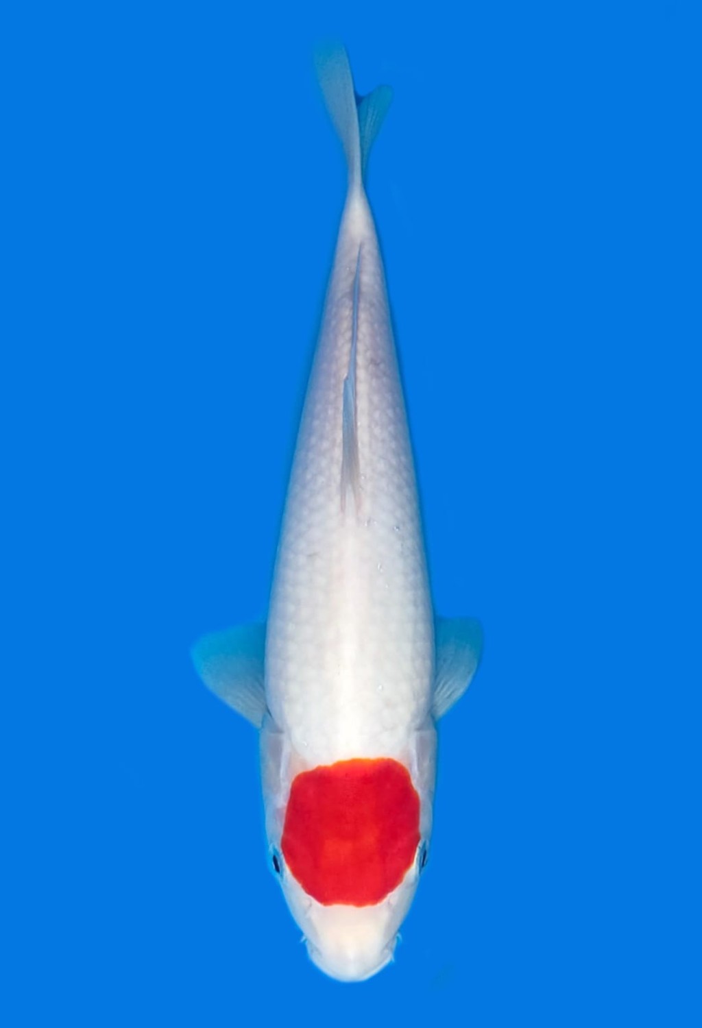 Juara 1