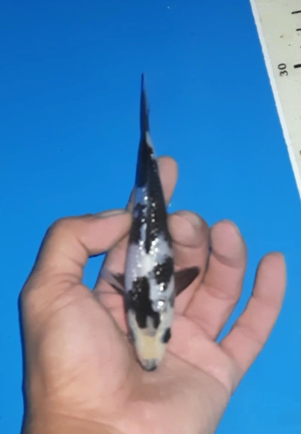 Juara 4