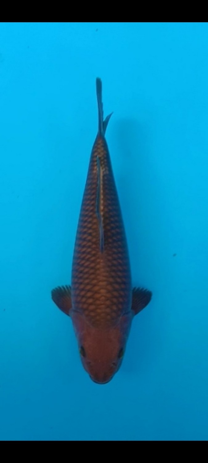 Juara 1