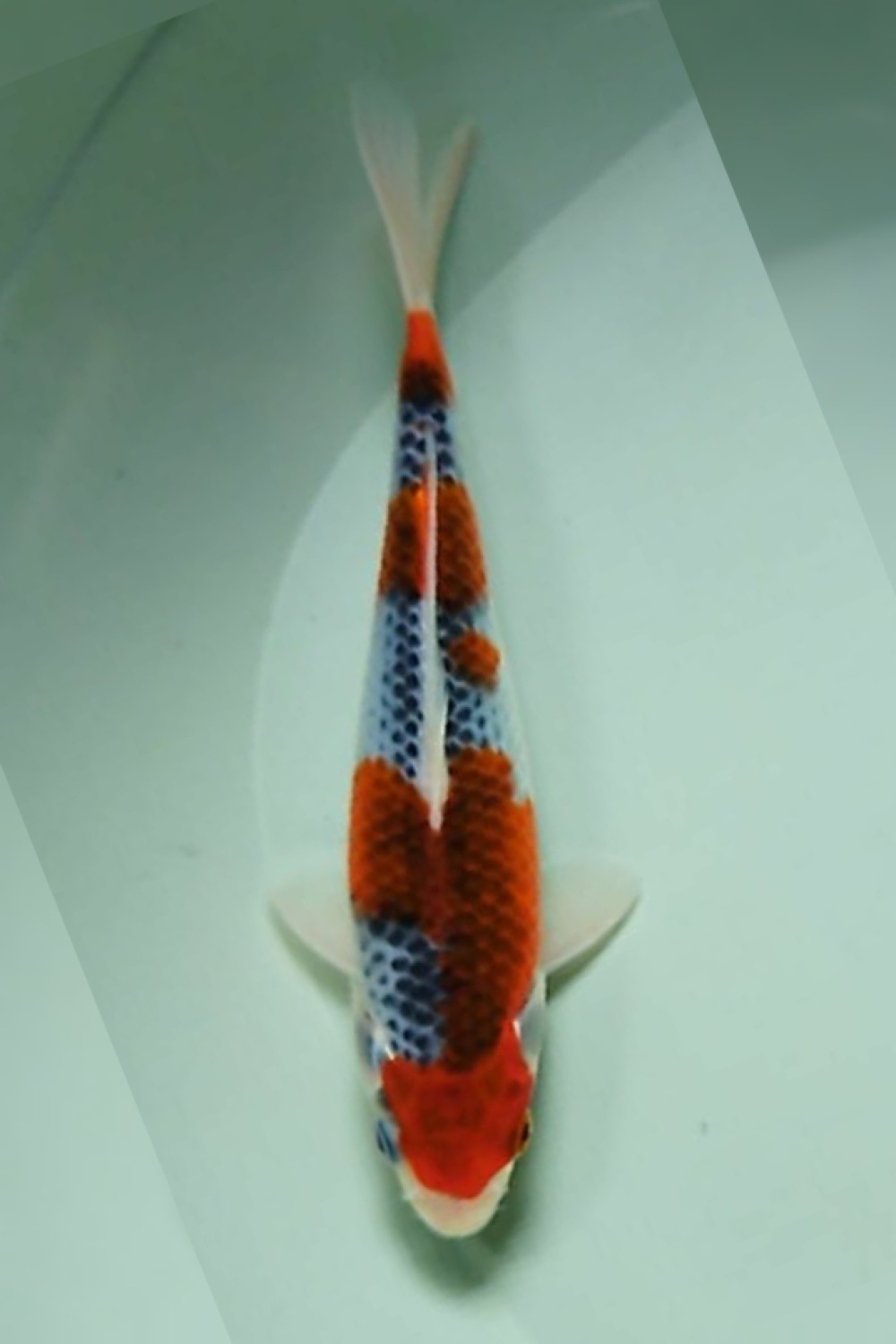Juara 1
