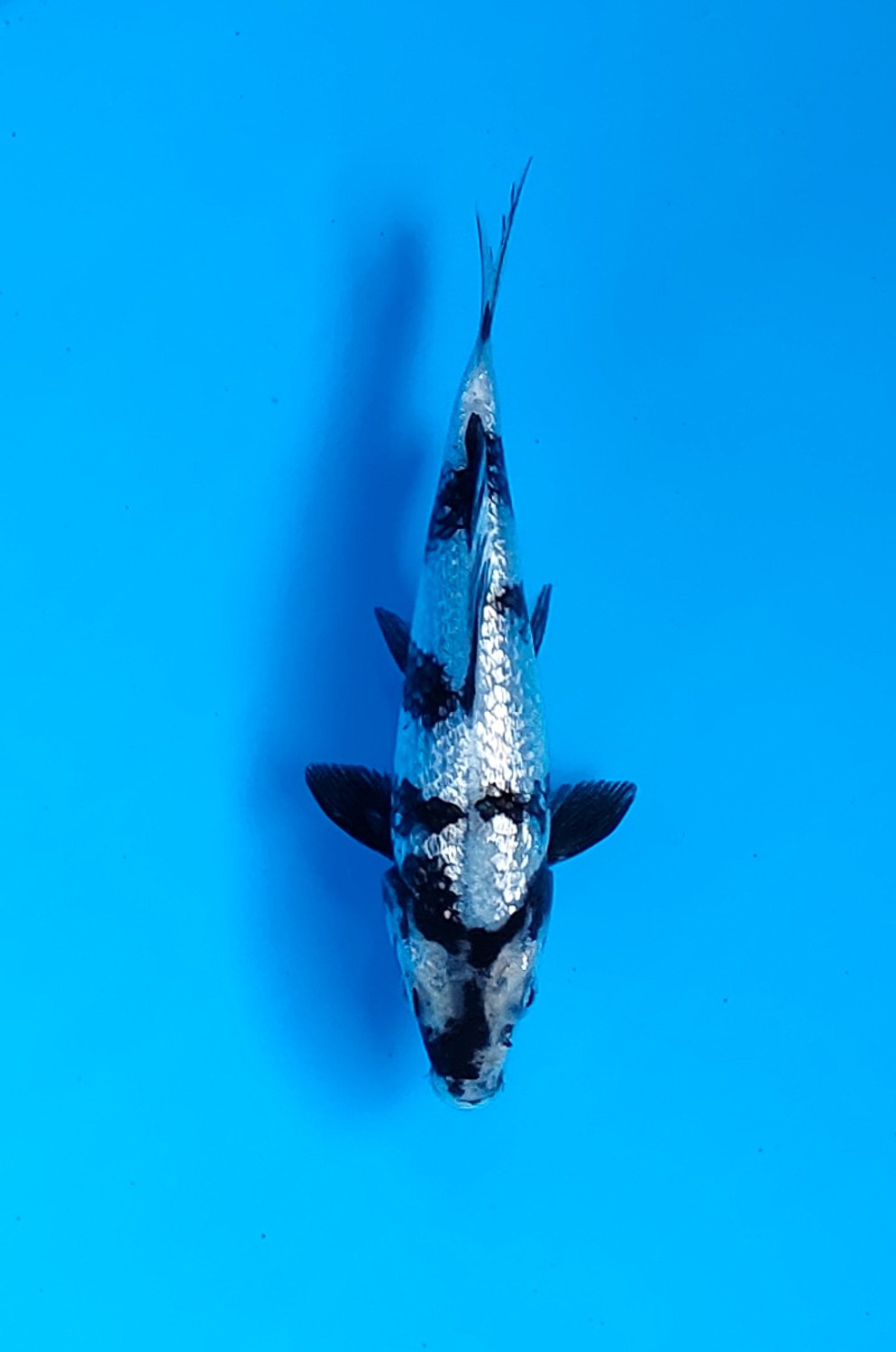 Juara 1