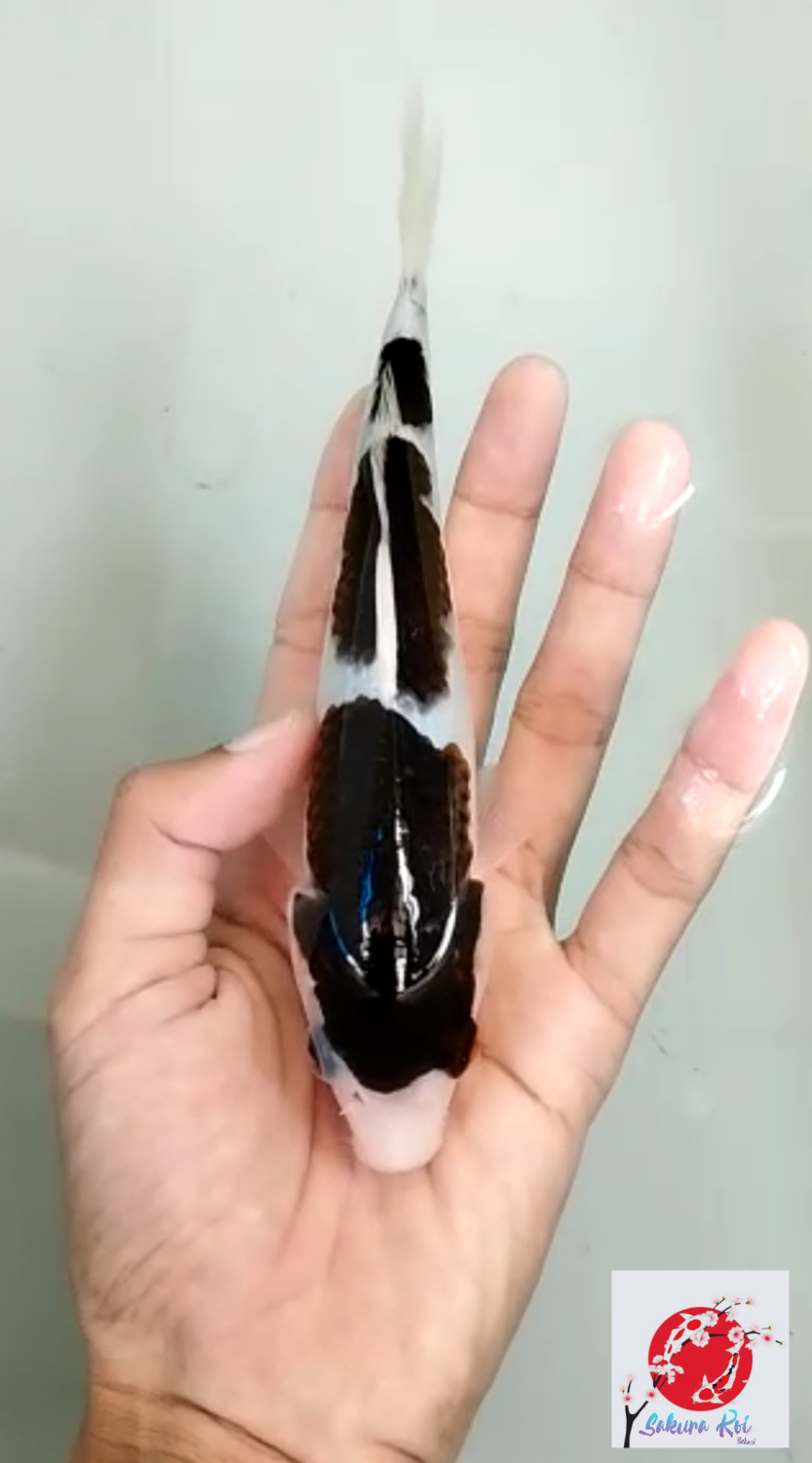 Juara 4
