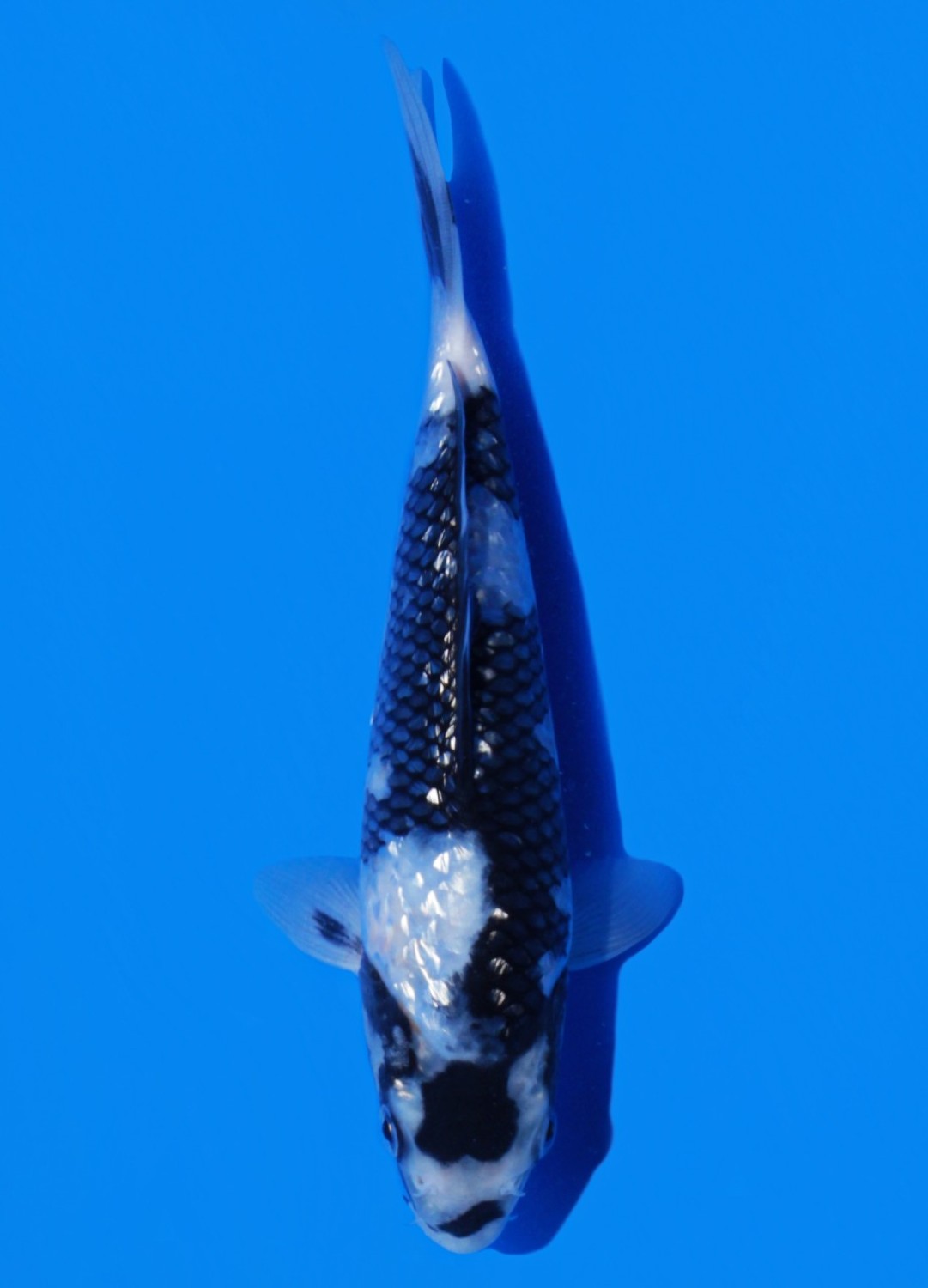 Juara 2