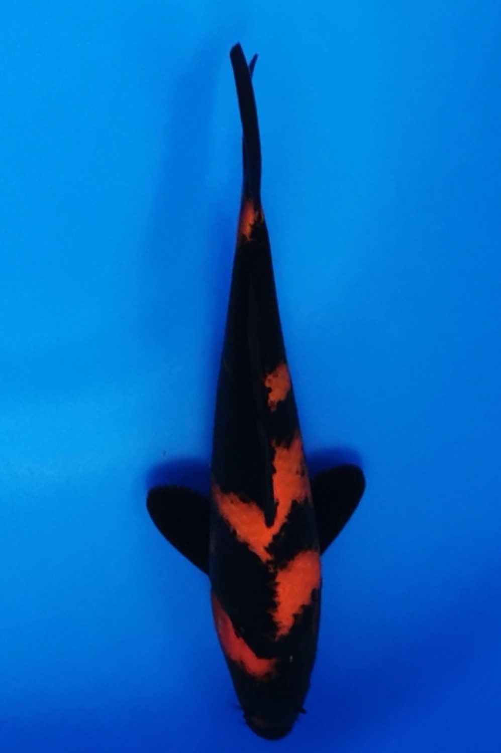 Juara 1