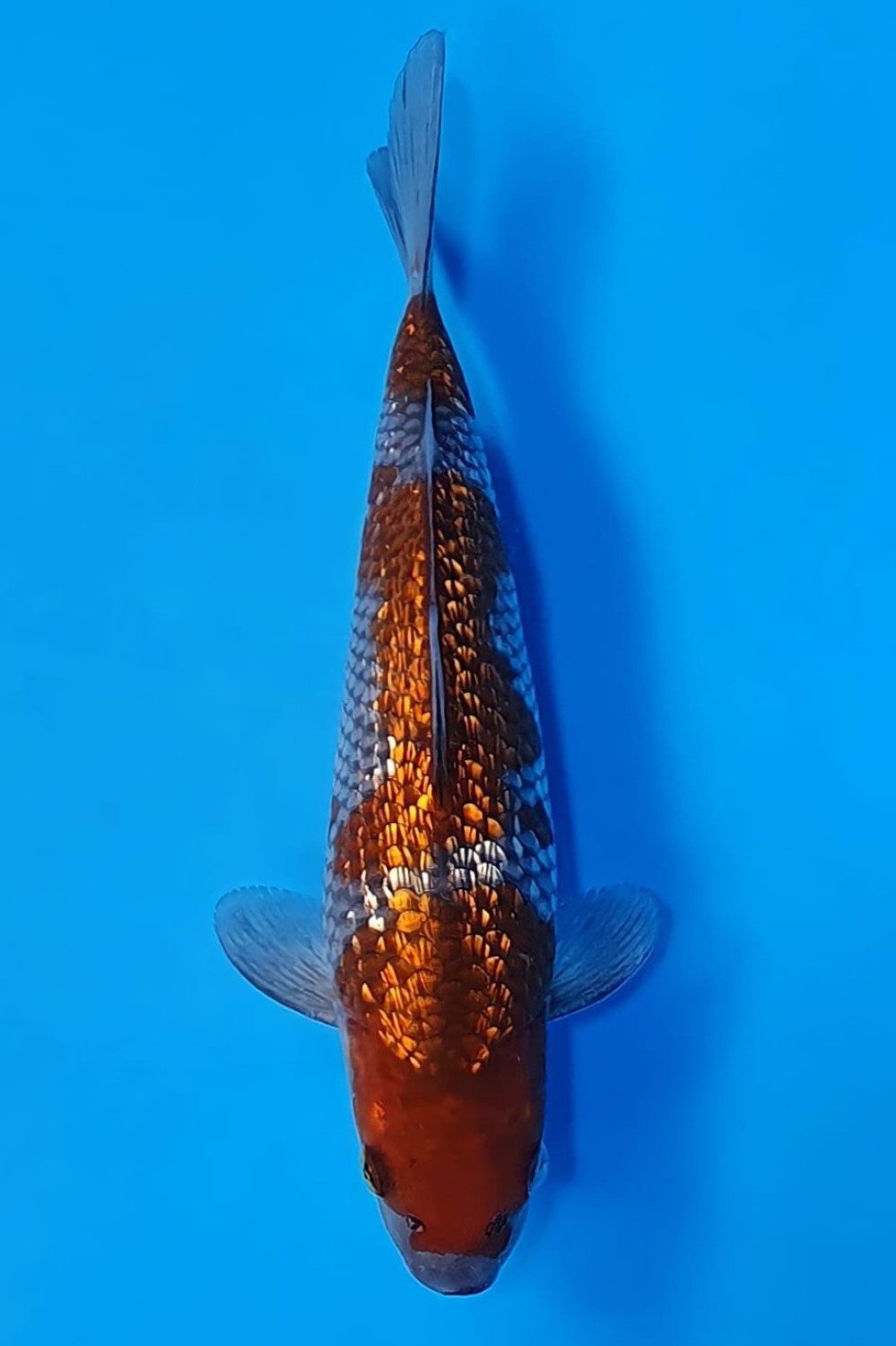 Juara 5