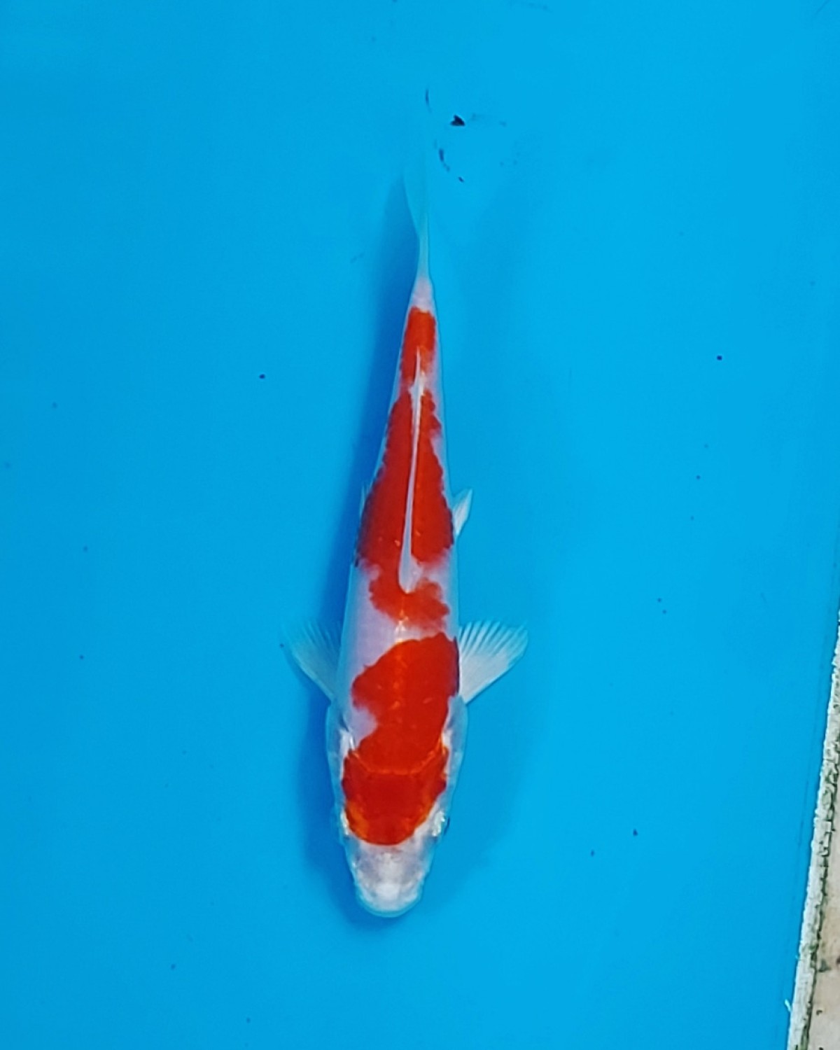 Juara 4