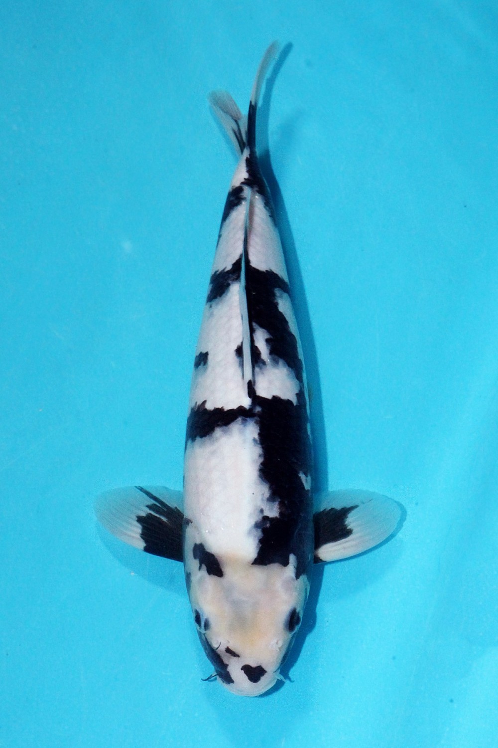 Juara 5