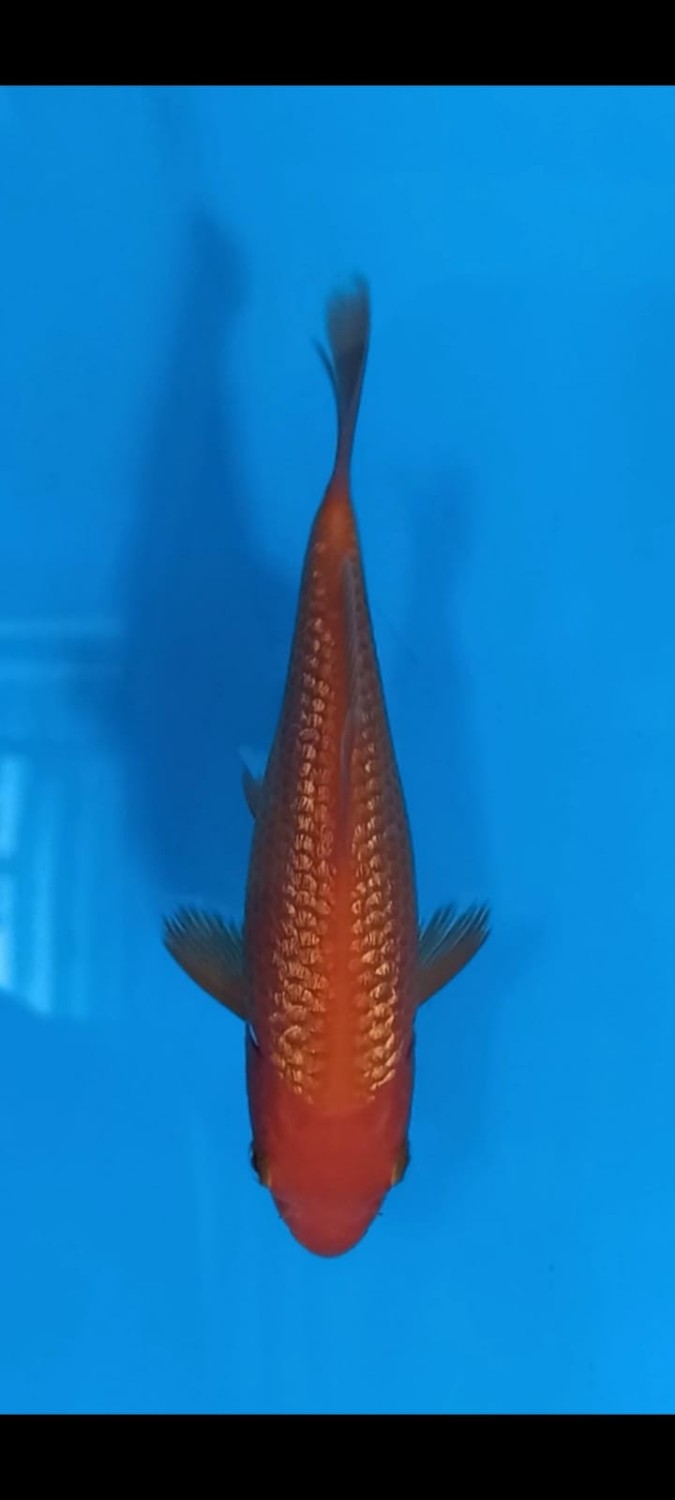 Juara 2
