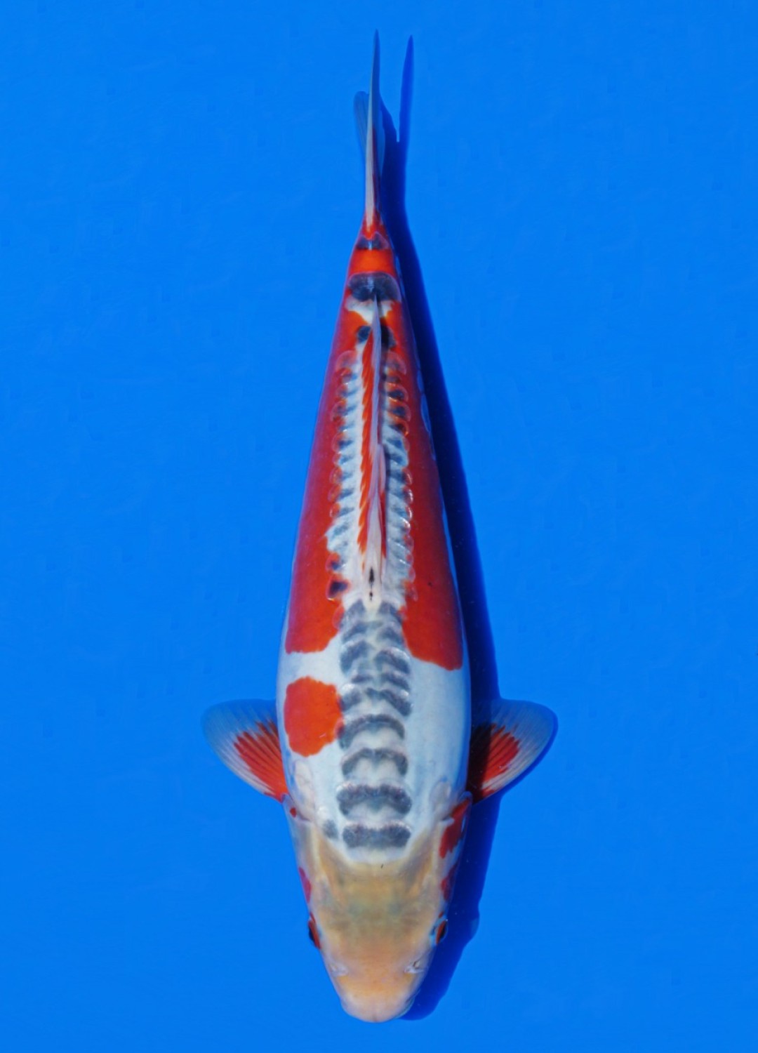 Juara 1