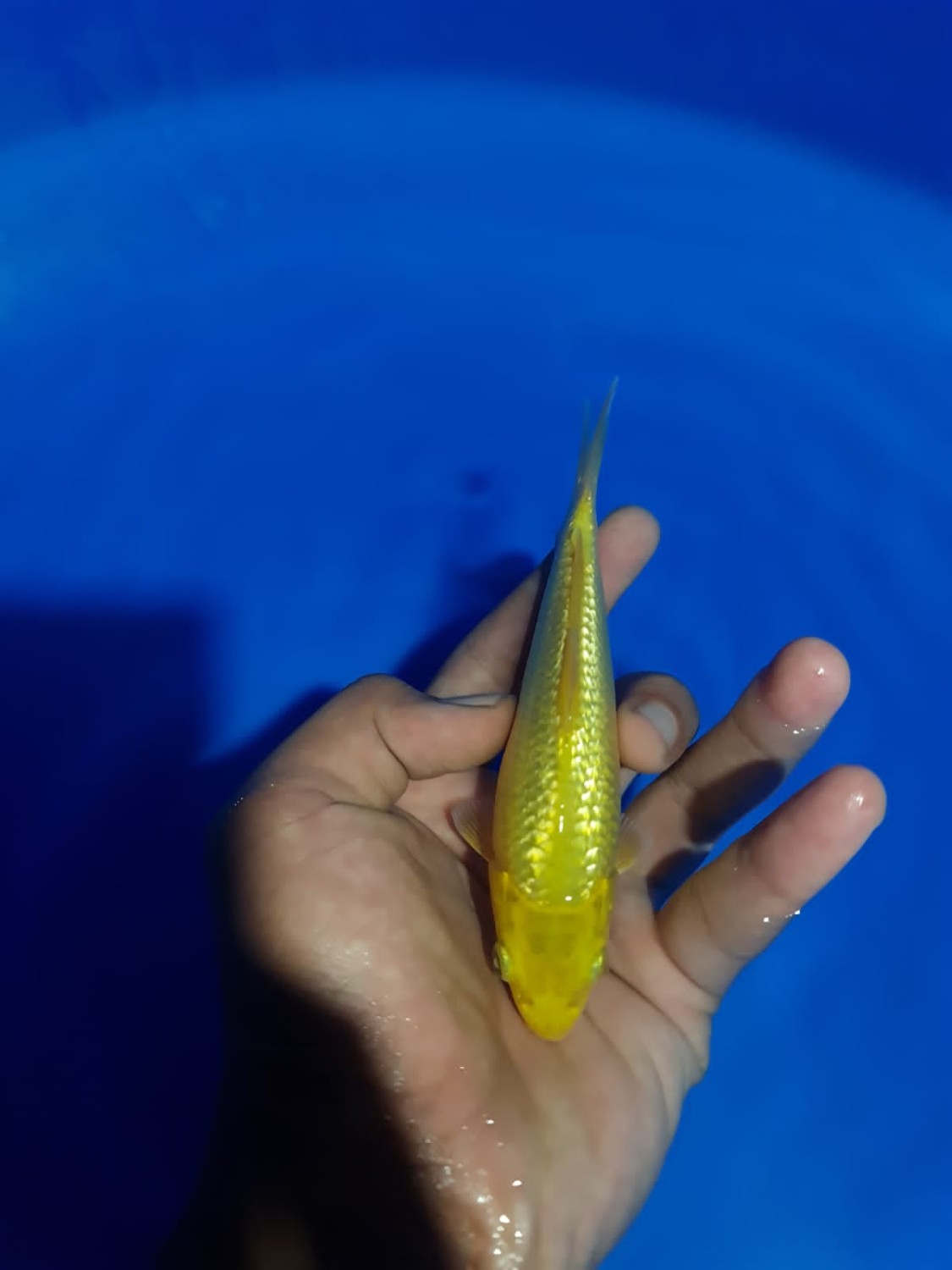 Best In Size E 1 - 12 cm