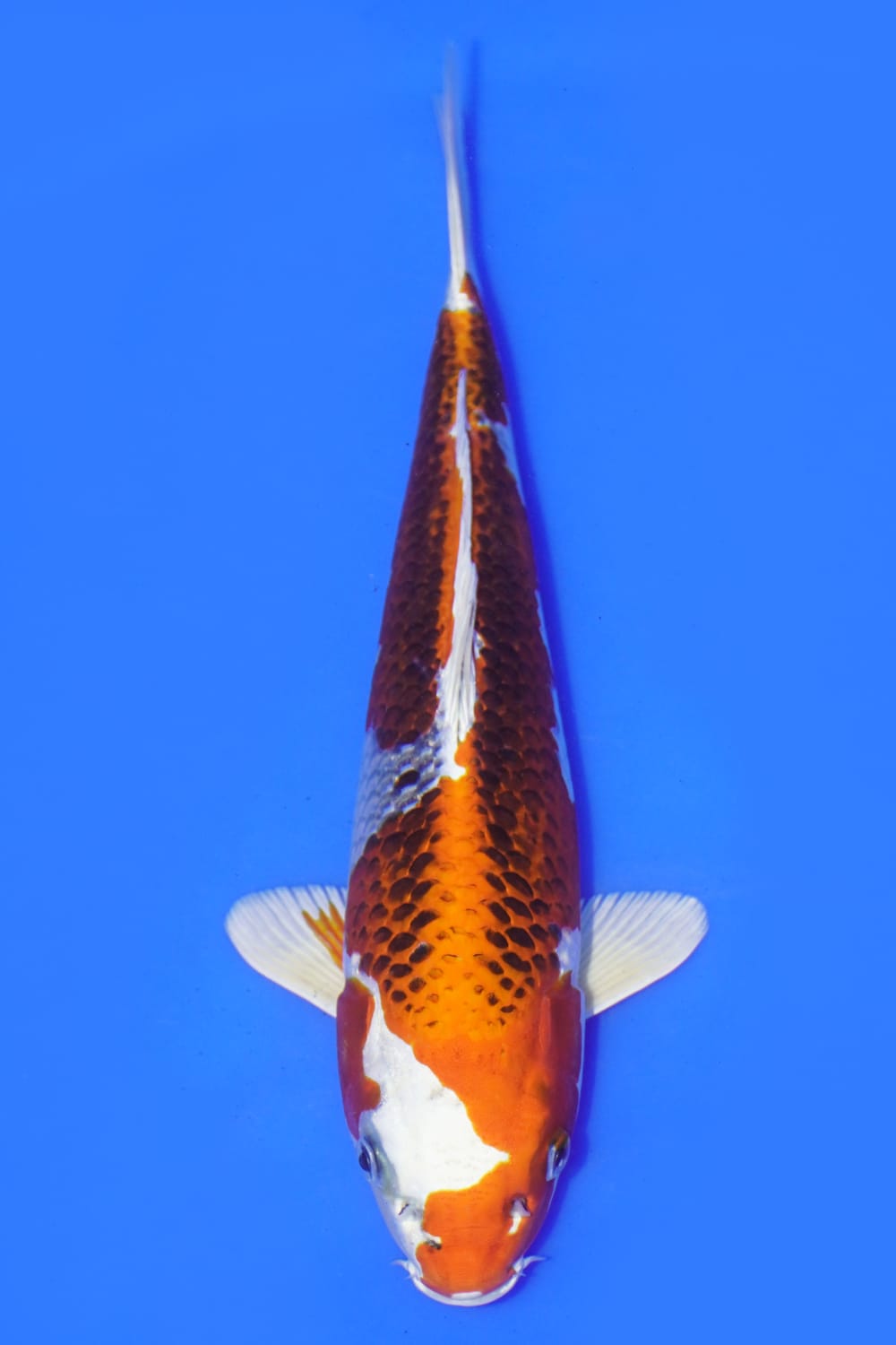 Juara 3