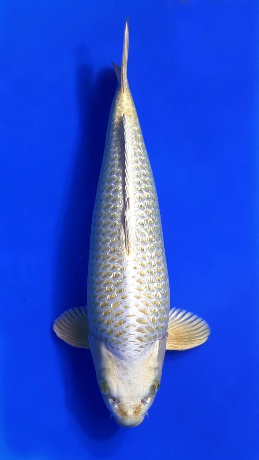 Juara 1