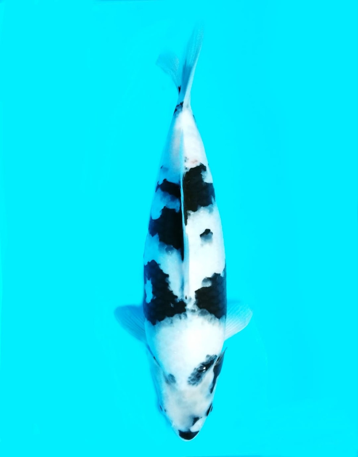 Juara 1