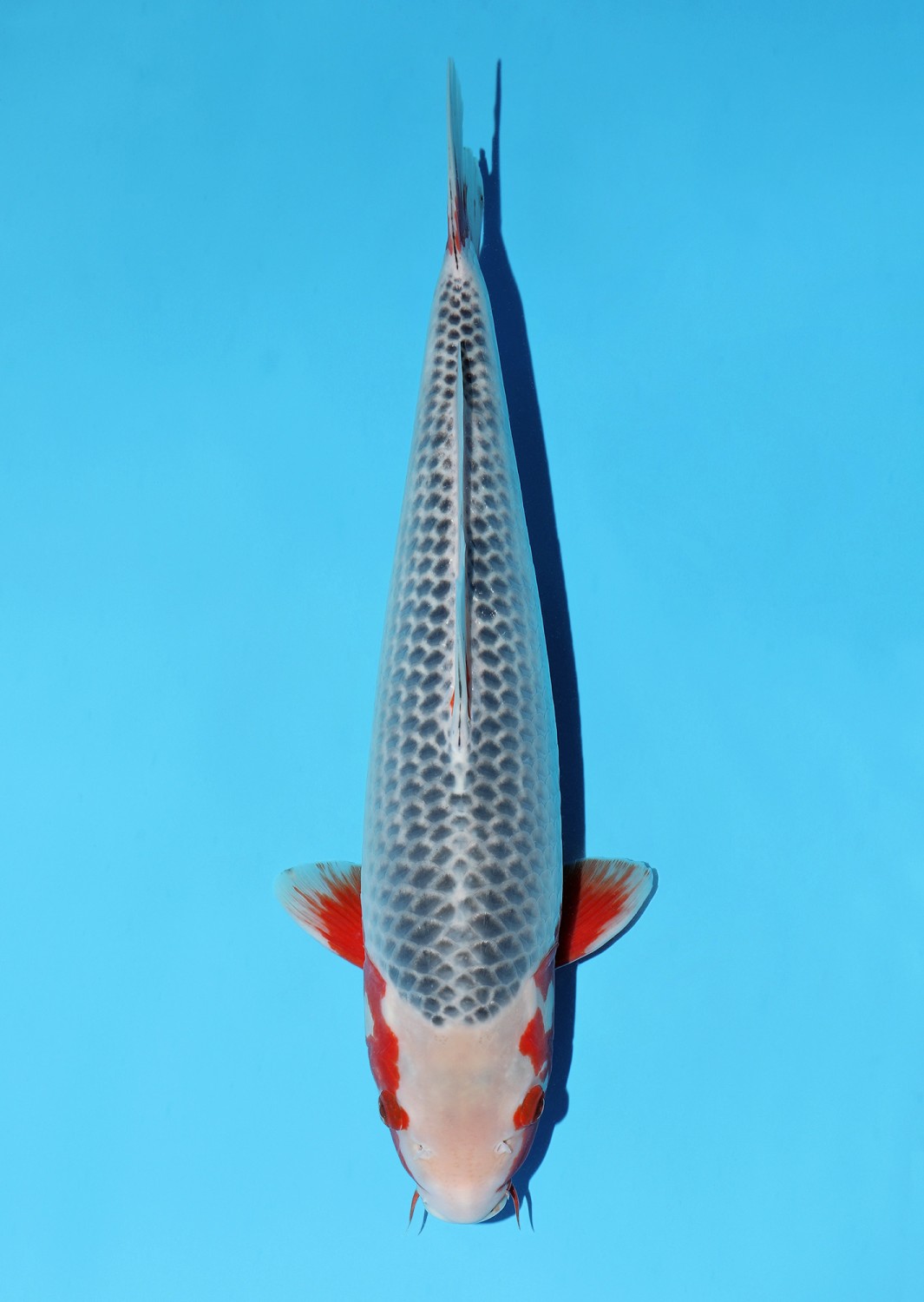 Juara 1
