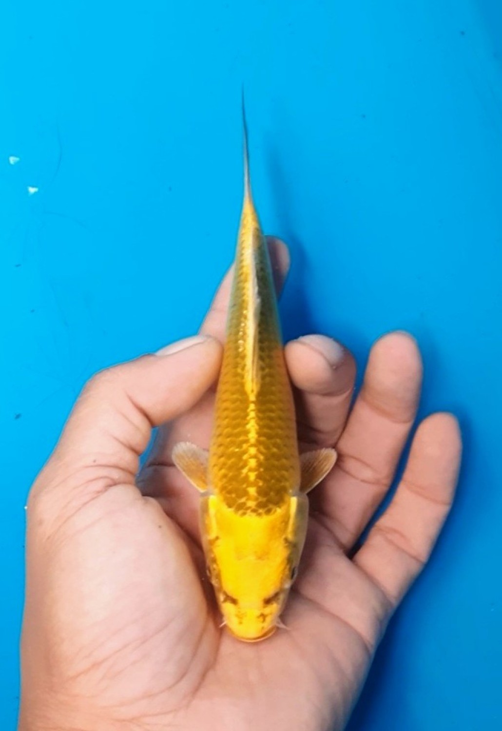 Juara 5