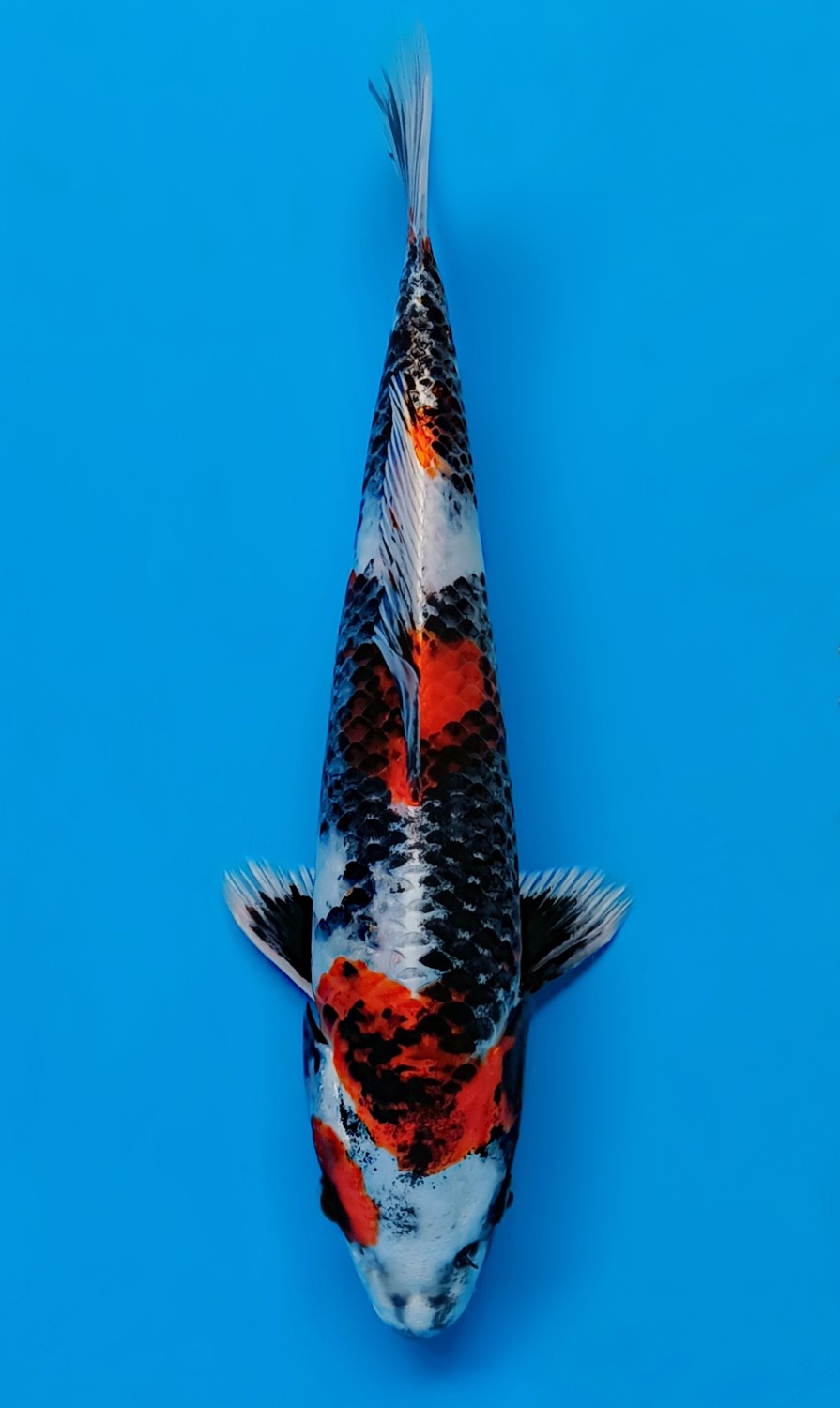 Juara 1