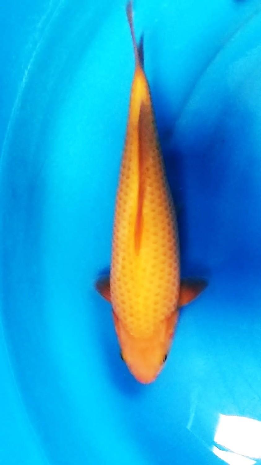 Juara 3