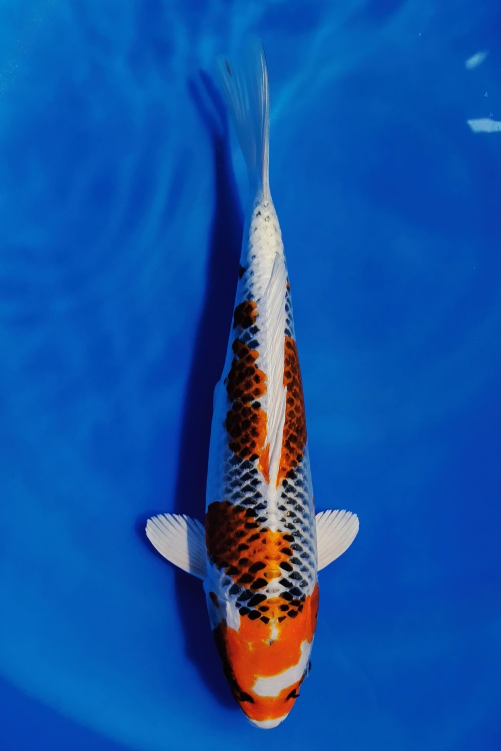 Juara 5