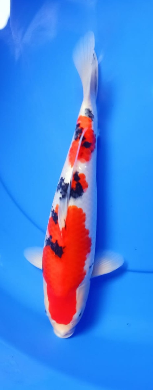 Juara 1