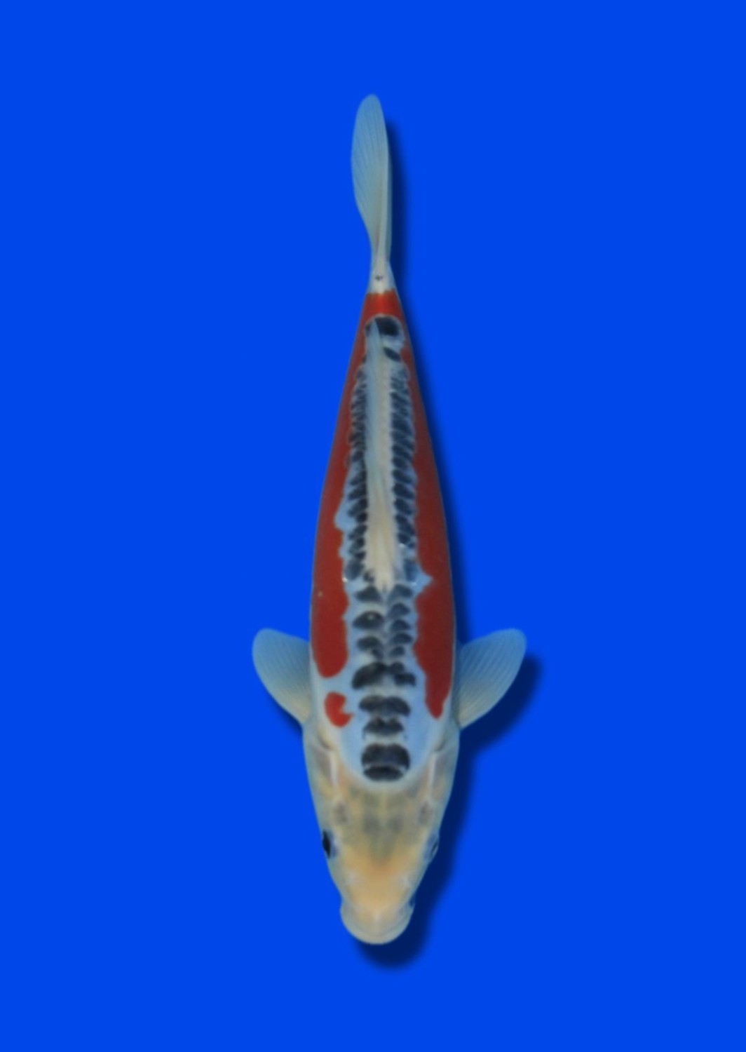 Juara 1
