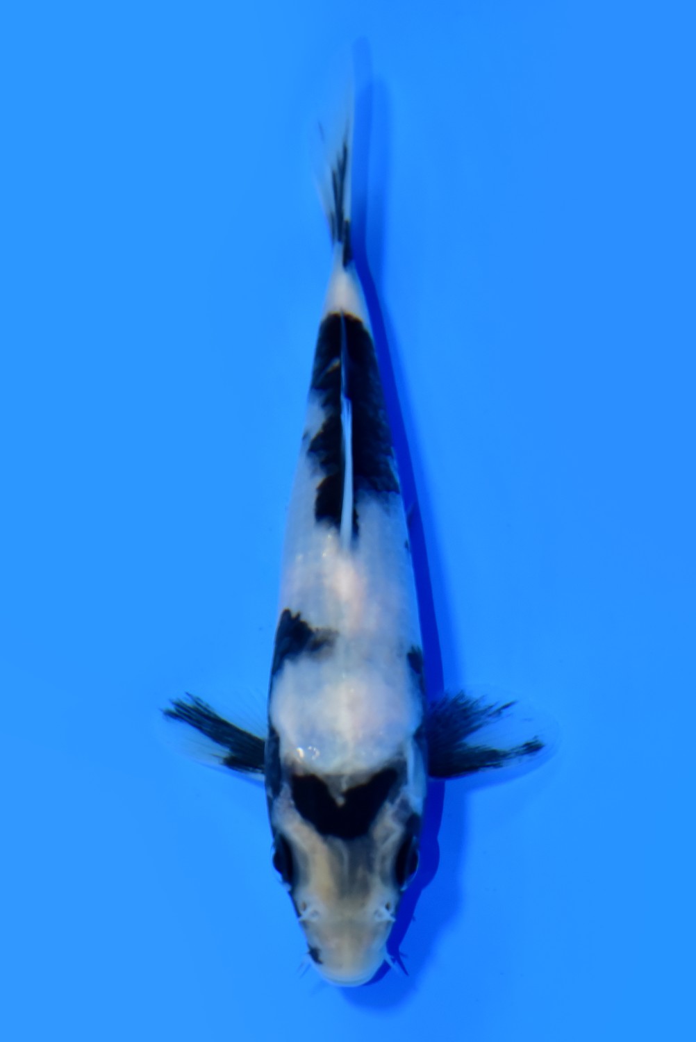 Juara 5