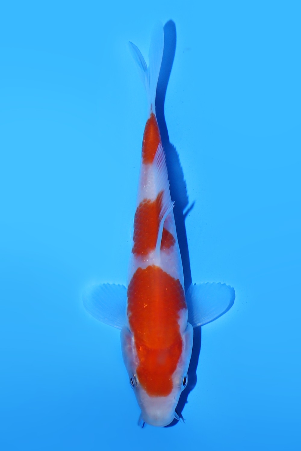 Juara 4