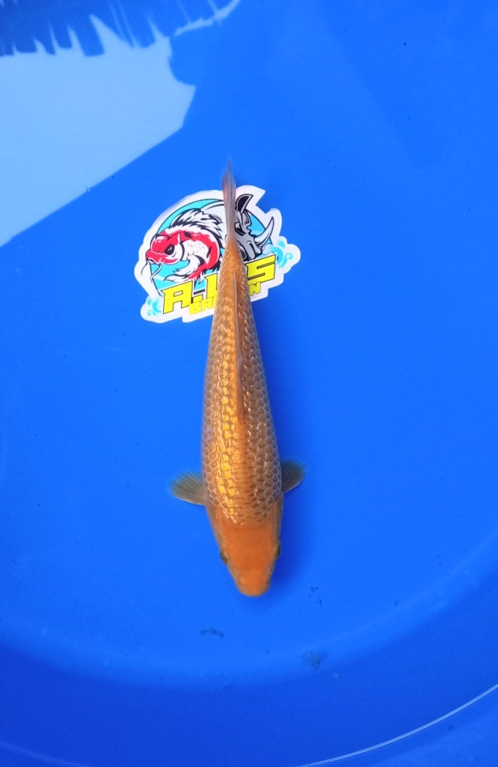 Juara 1
