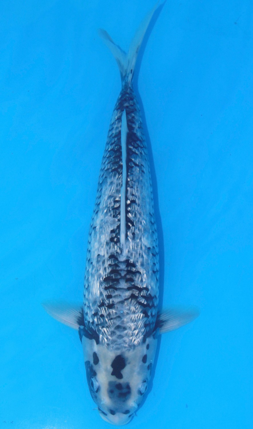 Juara 1