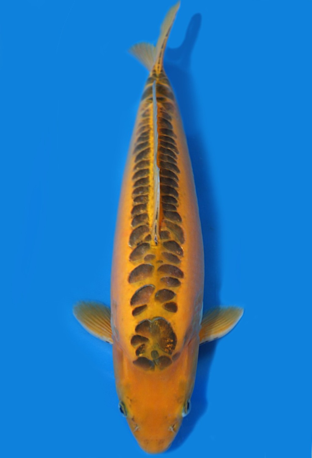 Juara 4