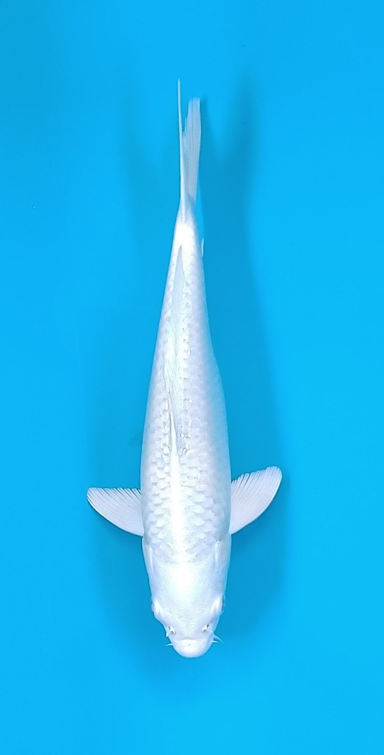 Juara 2