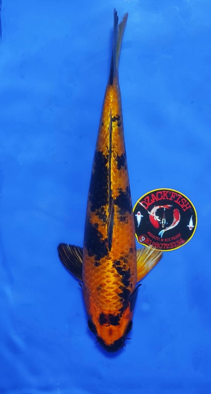Juara 2