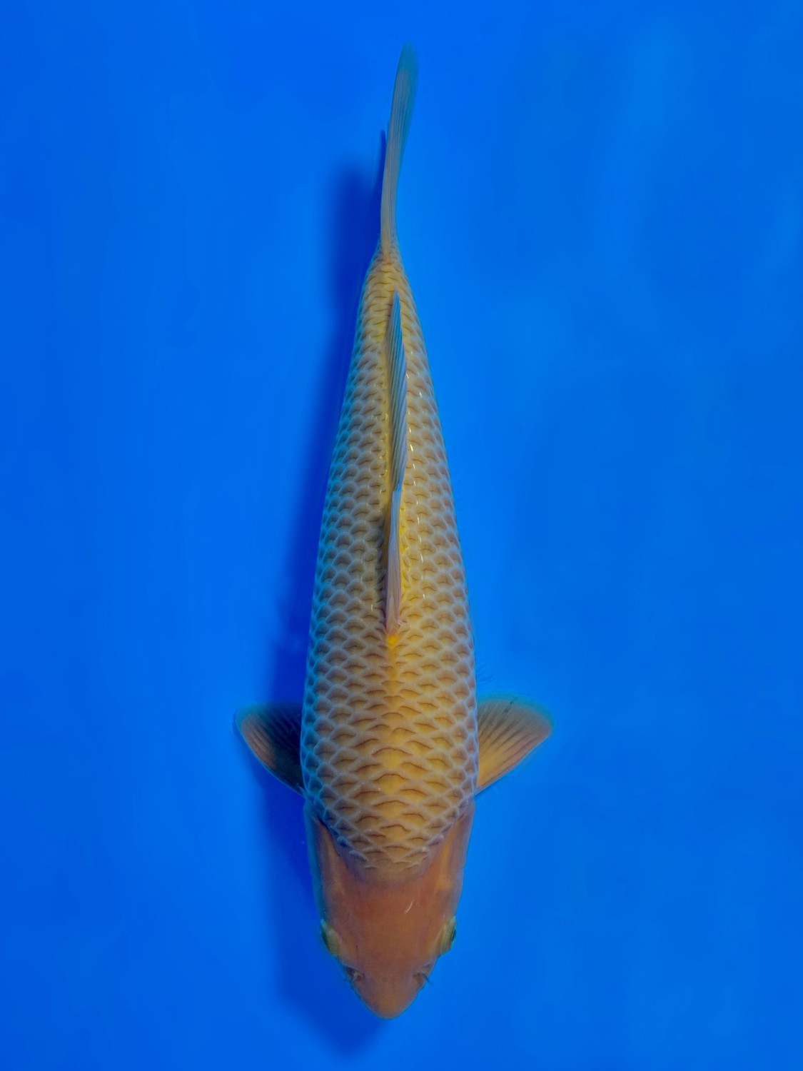 Juara 2