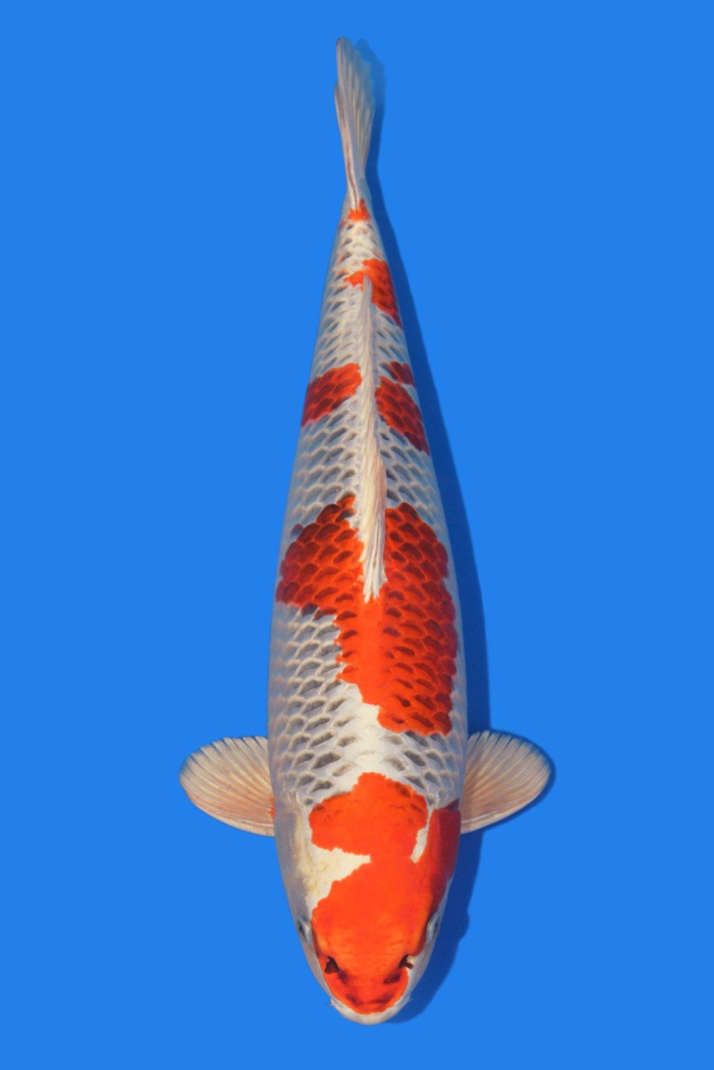 Juara 4