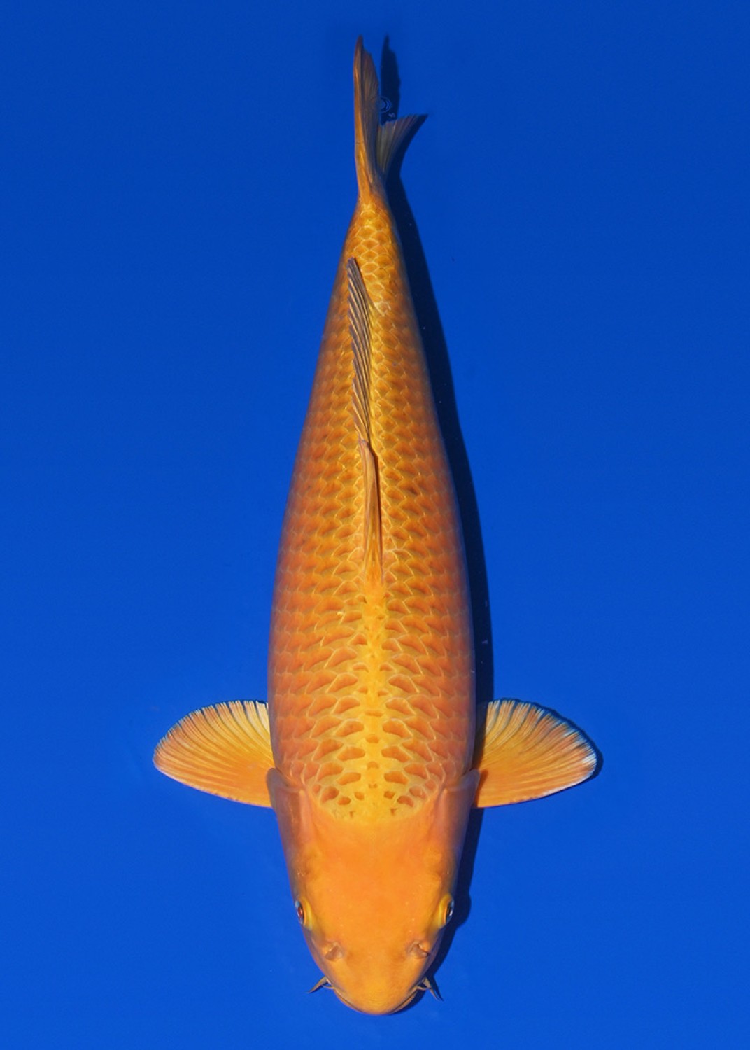 Juara 3