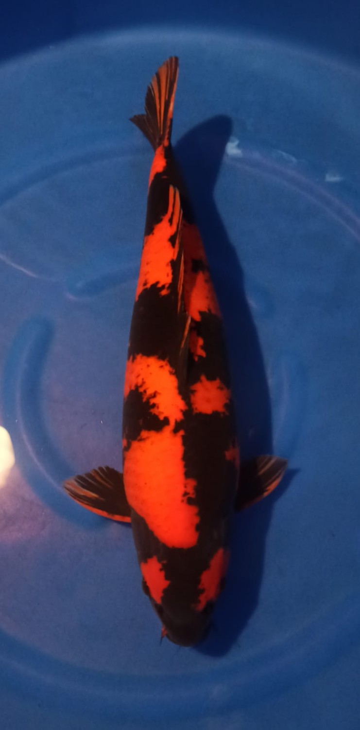 Best In Size D 56 - 60 cm