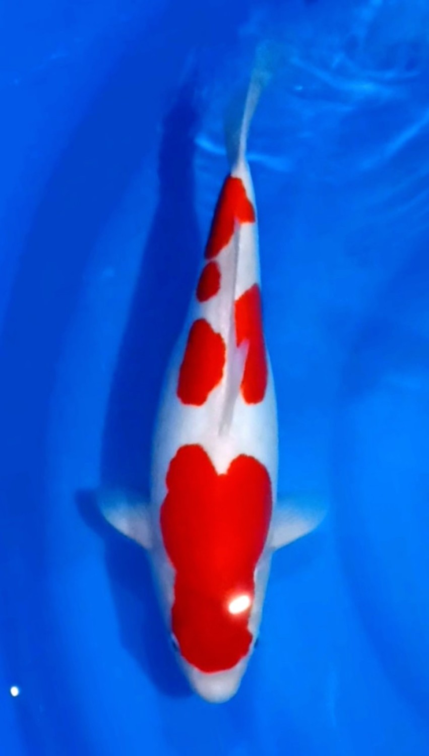 Juara 1