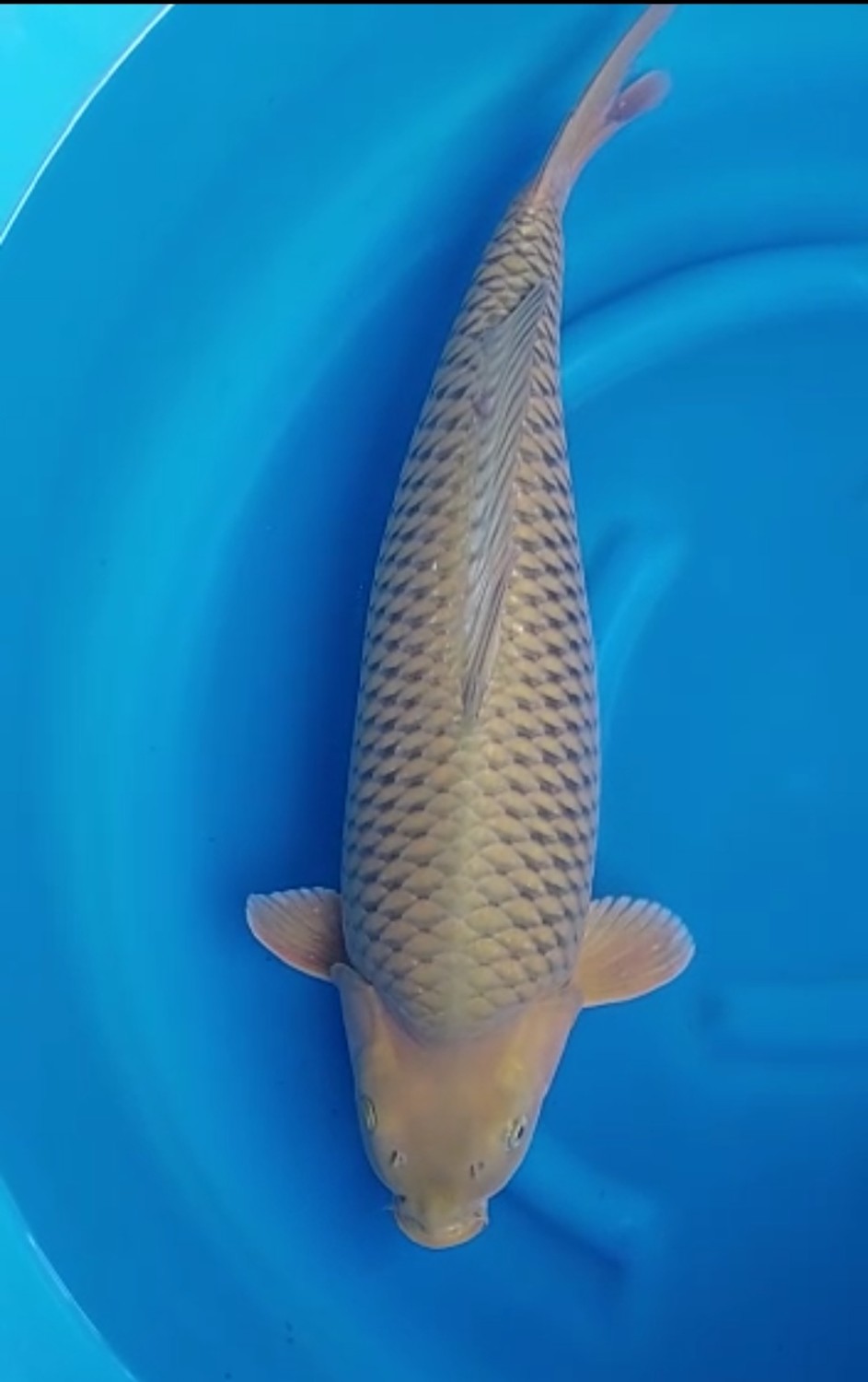 Juara 1