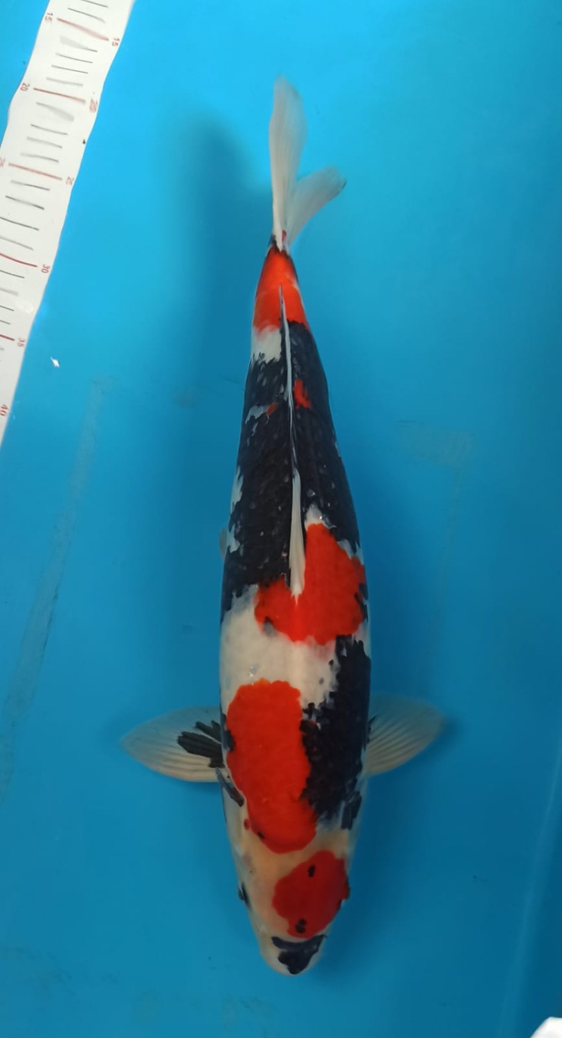 Juara 2