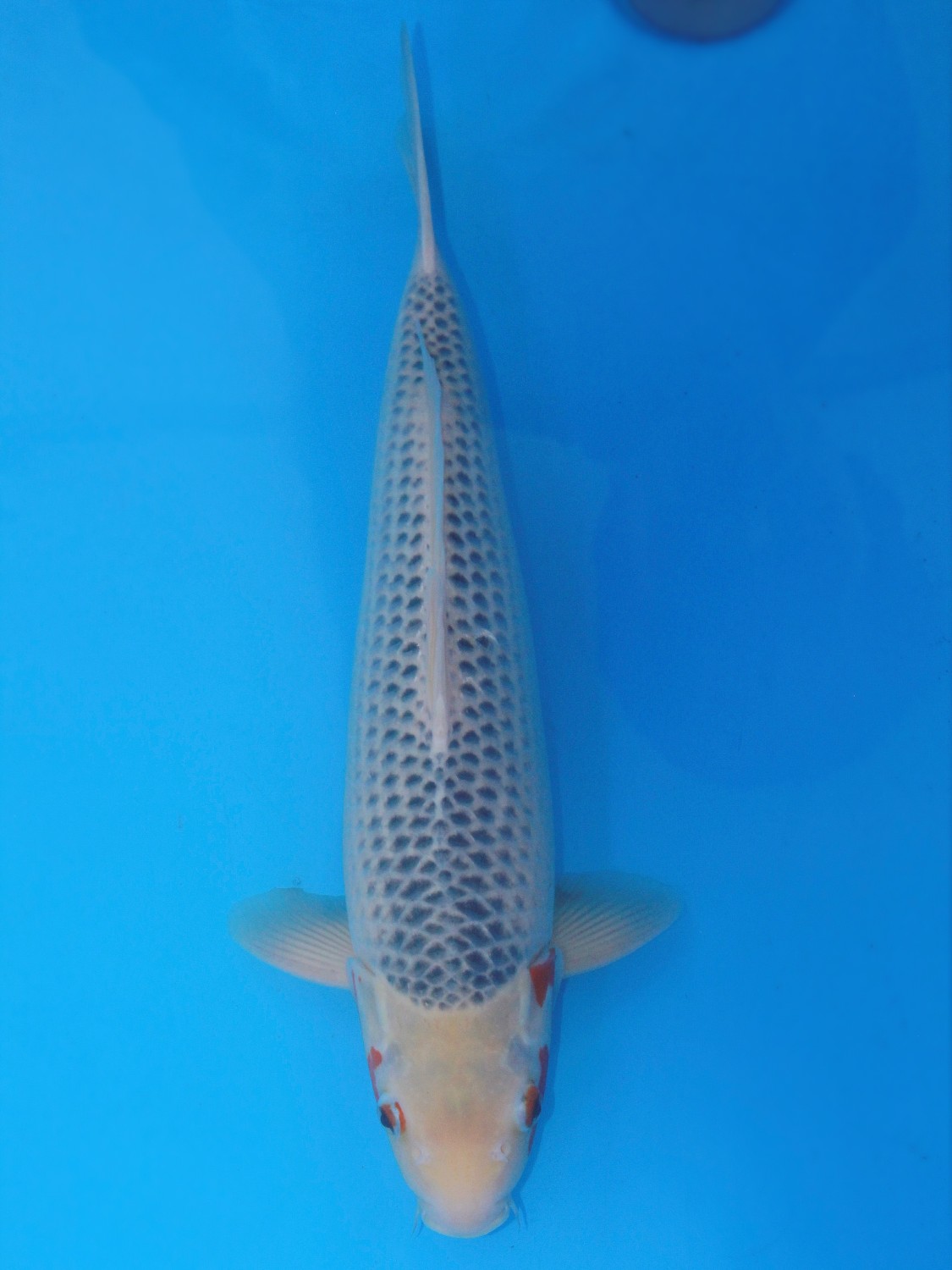 Juara 5