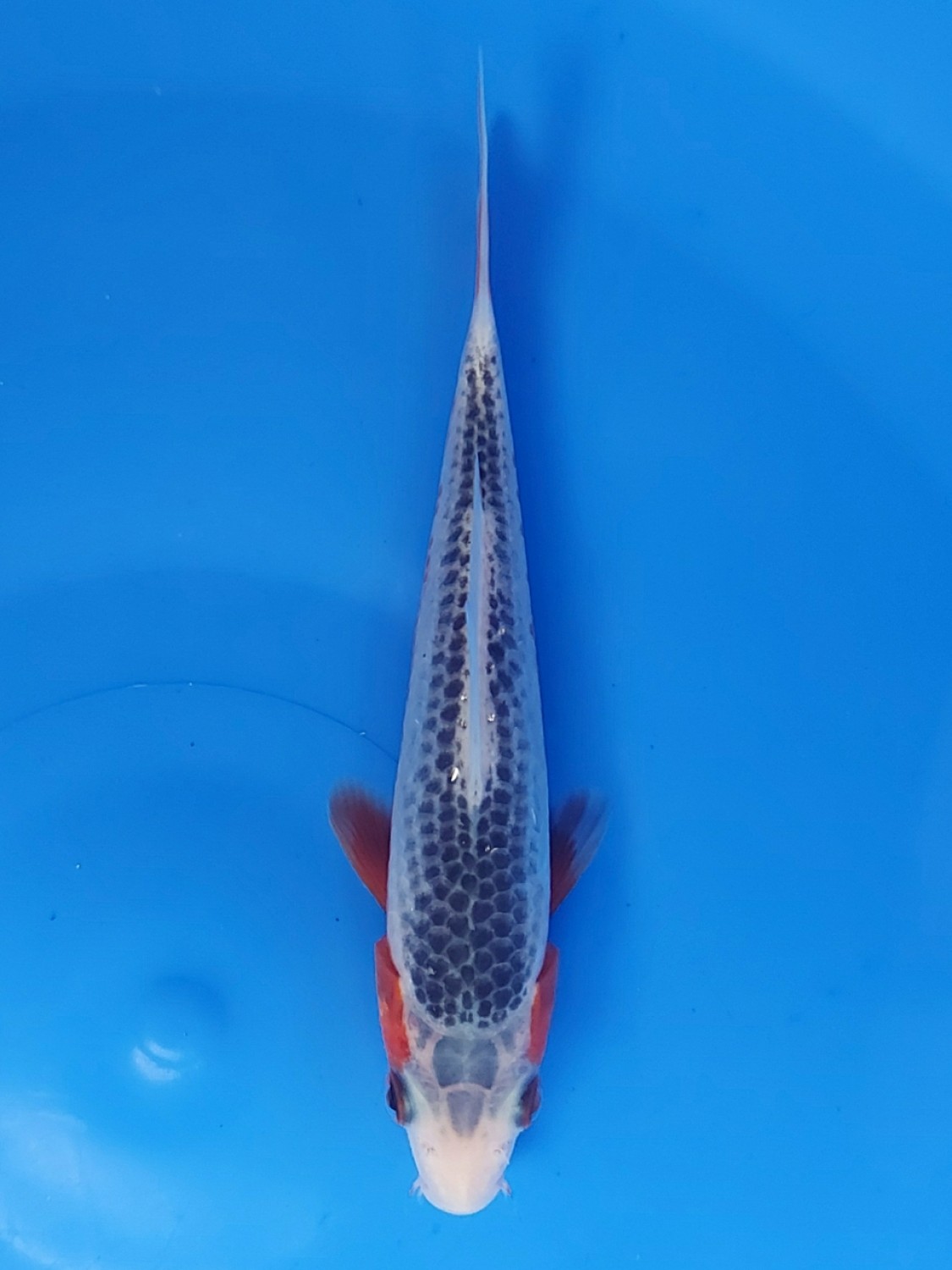 Juara 2