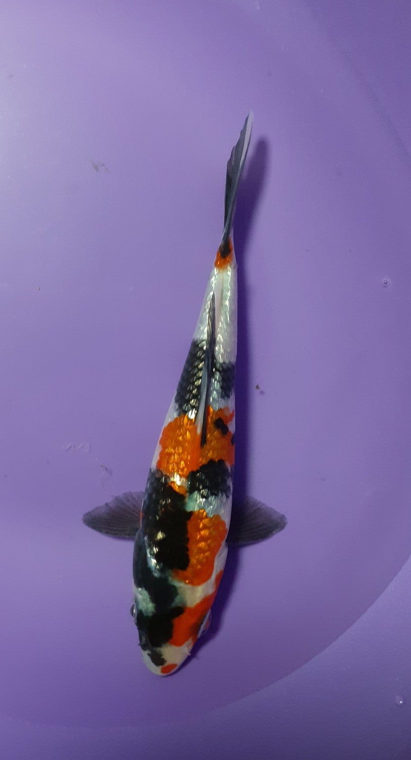 Juara 1