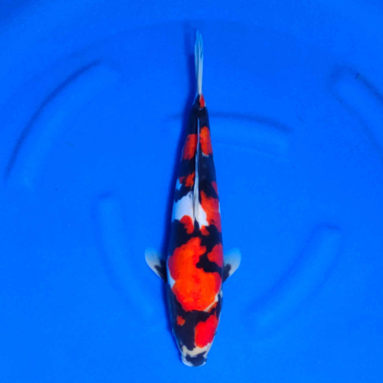 Juara 1
