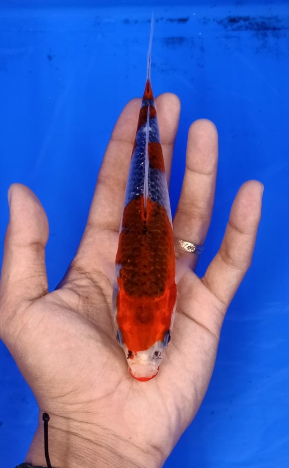 Juara 4