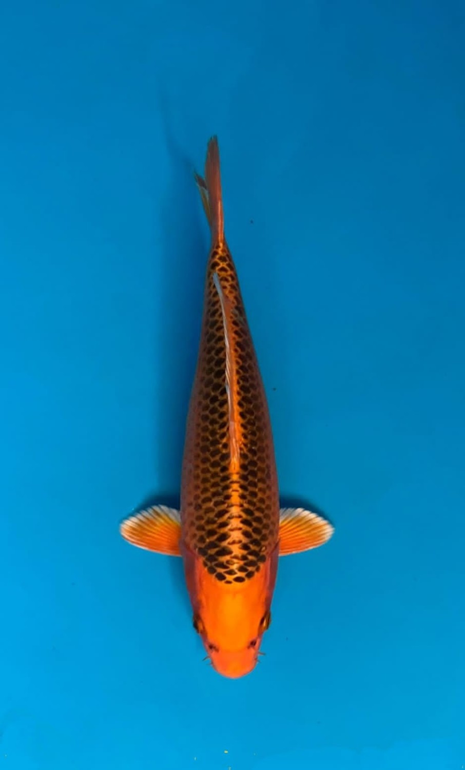 Juara 1