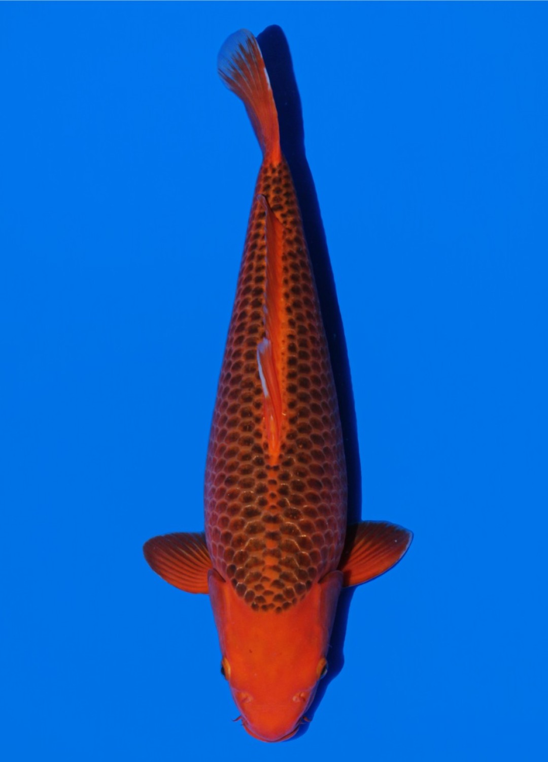 Juara 5