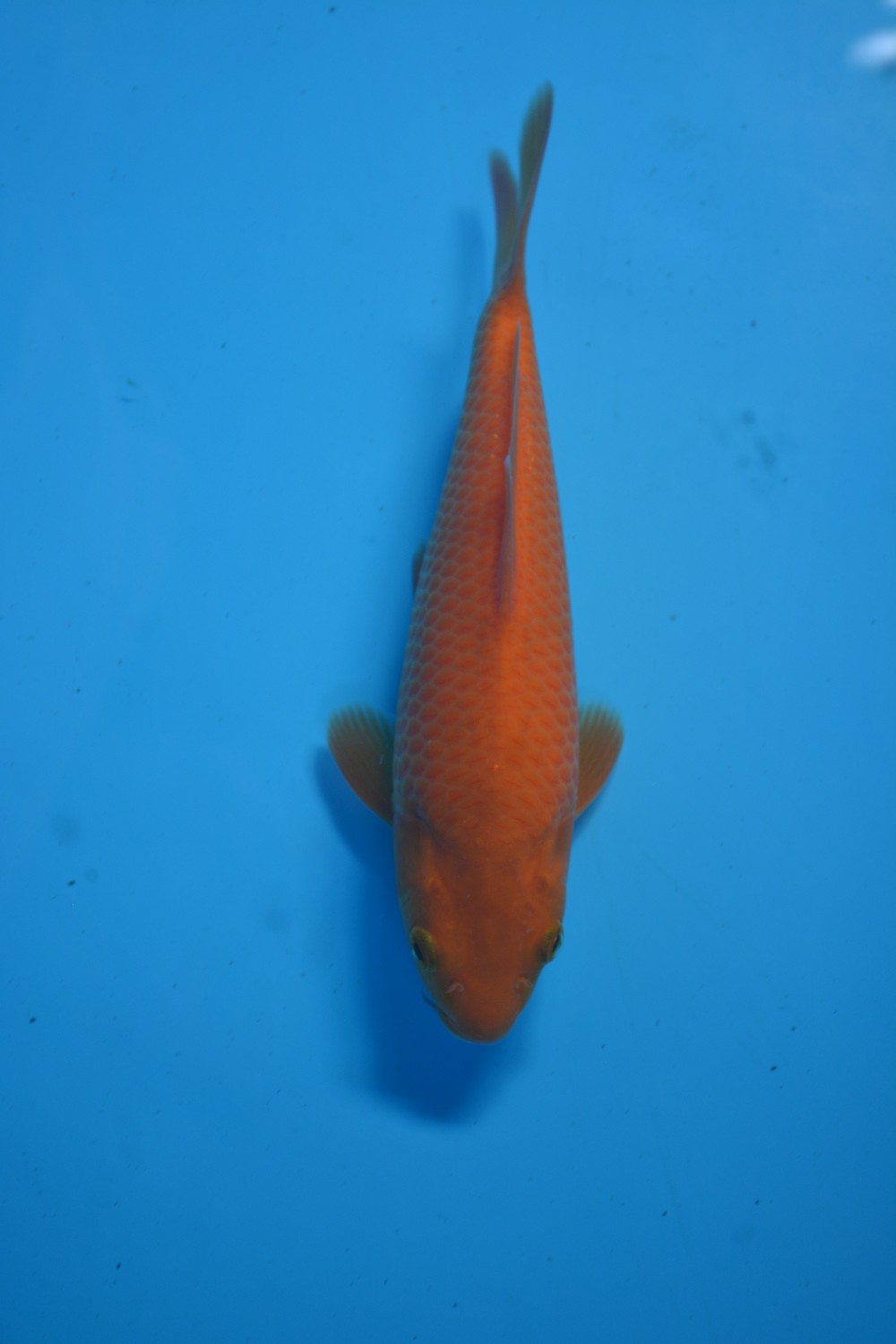 Best In Size E 16 - 20 cm